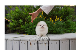 P)pomeranian-creamparti-male(블)3