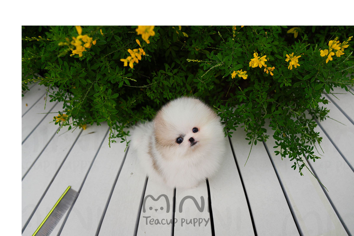 P)pomeranian-creamparti-male(블)4