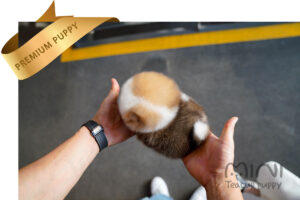 L)mini-teacup-puppyparti-pom-with-blue-eyed