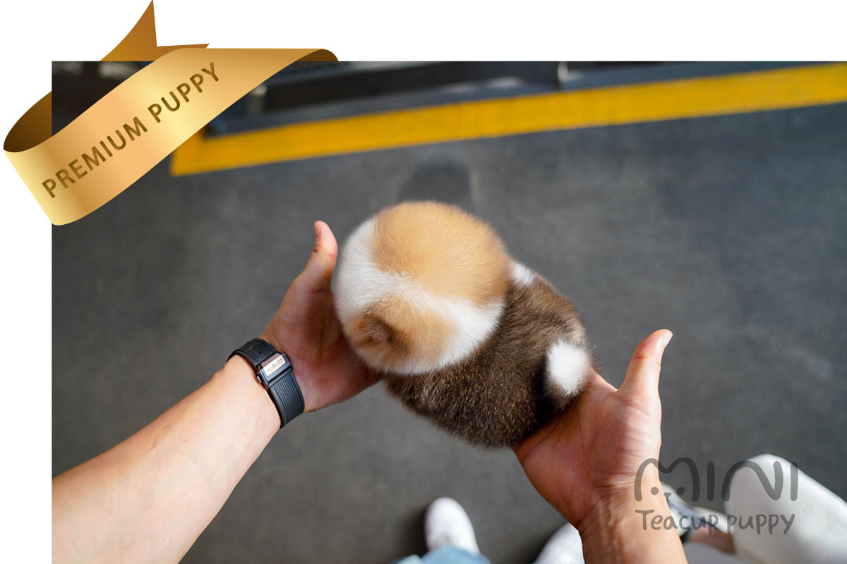 L)mini-teacup-puppyparti-pom-with-blue-eyed
