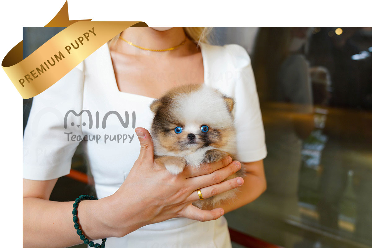 L)mini-teacup-puppyparti-pom-with-blue-eyed3