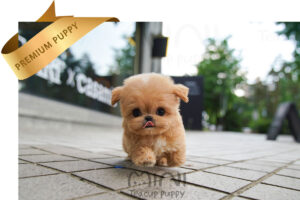 P)miniteacup-maltipoo-zo1