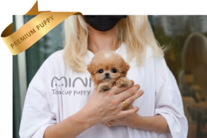 P)miniteacup-maltipoo-zo2