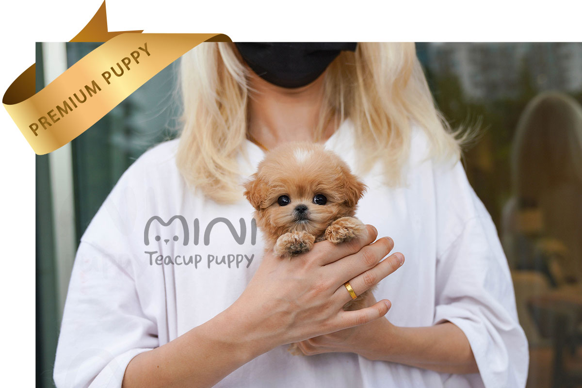 P)miniteacup-maltipoo-zo2