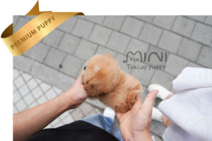 P)miniteacup-maltipoo-zo3