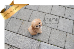 P)miniteacup-maltipoo-zo5