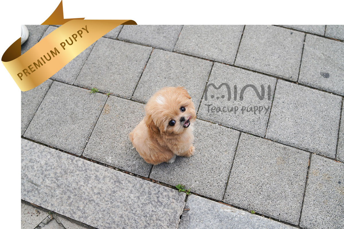 P)miniteacup-maltipoo-zo5