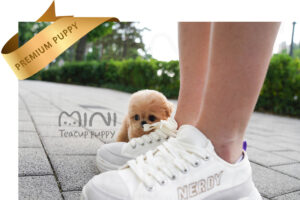 P)miniteacup-maltipoo-zo6