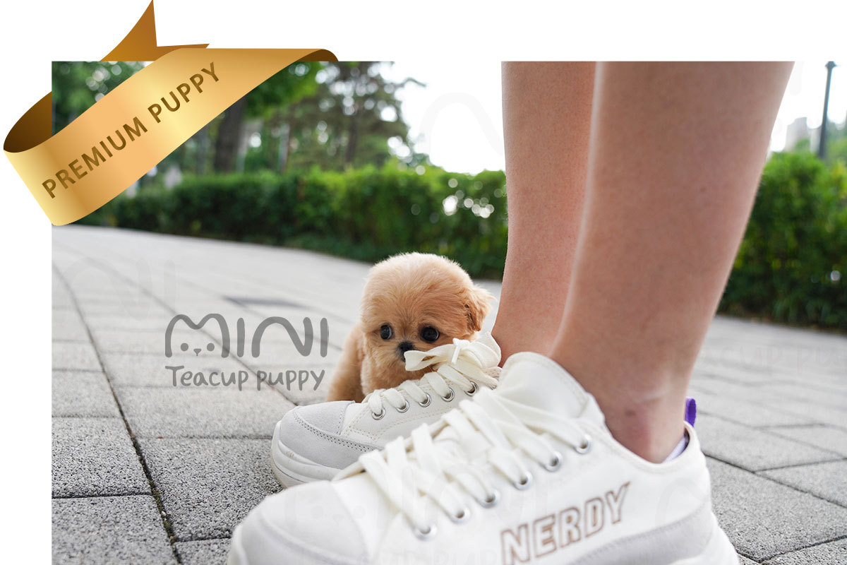 P)miniteacup-maltipoo-zo6