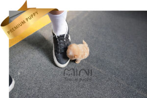 P)miniteacuppuppy-maltipoo-boy6