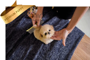 P)miniteacuppuppy-maltipoo2