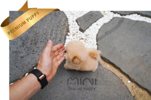 P)miniteacuppuppy-maltipoo3