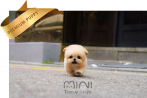 P)miniteacuppuppy-maltipoo6