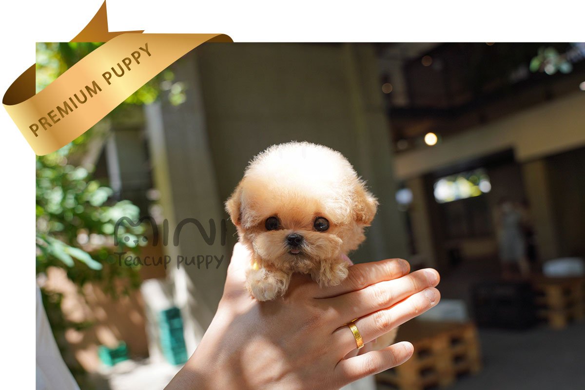 MALTIPOO (JELLY) SOLD - Image 2