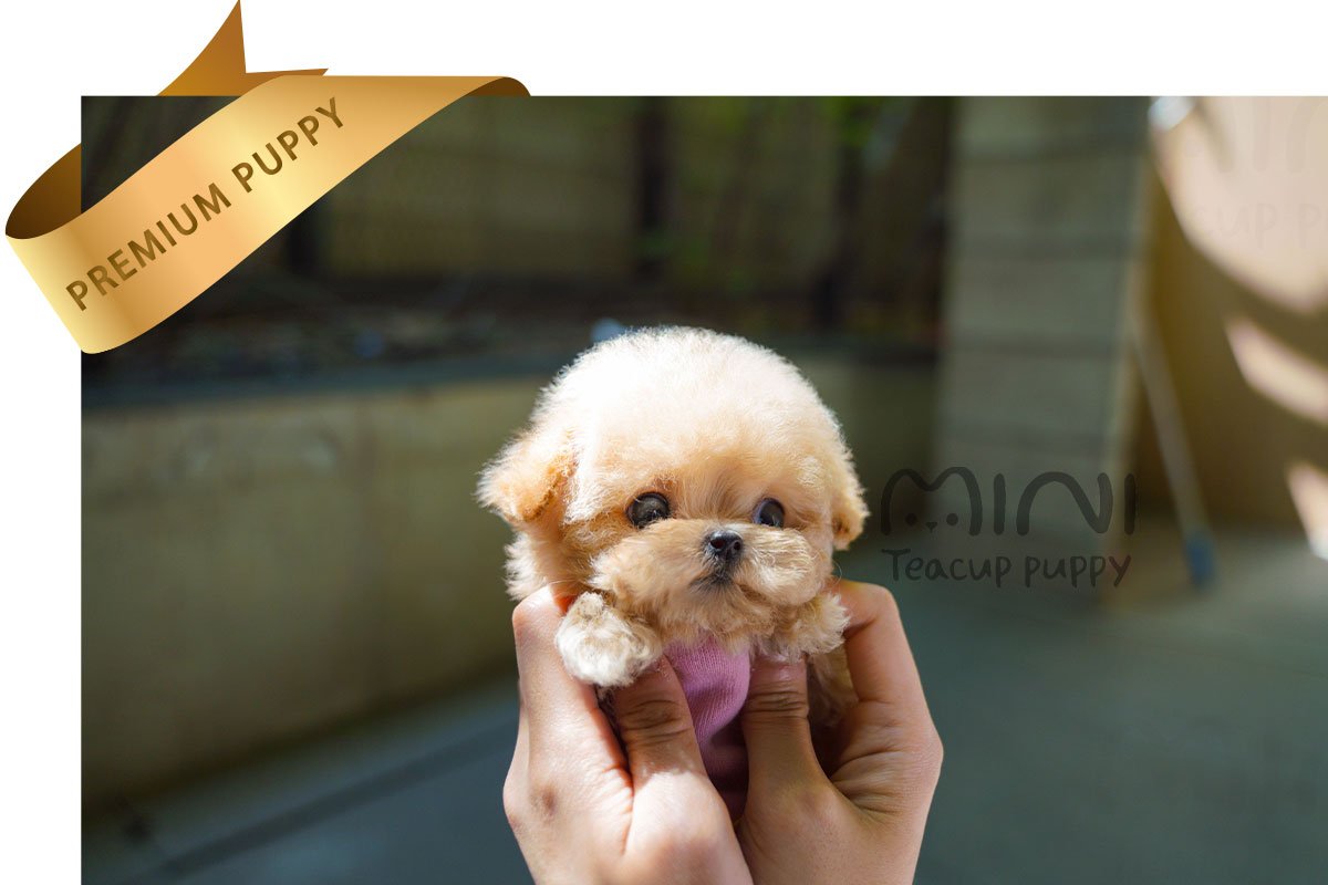 MALTIPOO (JELLY) SOLD - Image 4