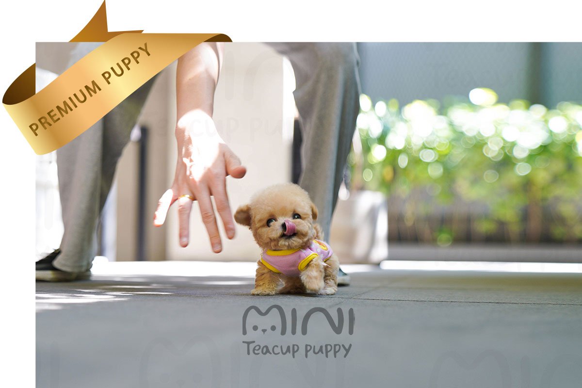 MALTIPOO (JELLY) SOLD - Image 3