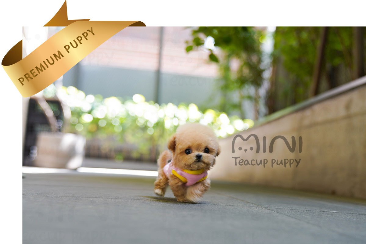 MALTIPOO (JELLY) SOLD