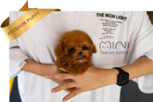 P)poodle-red2