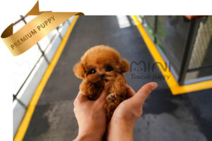 P)poodle-red3