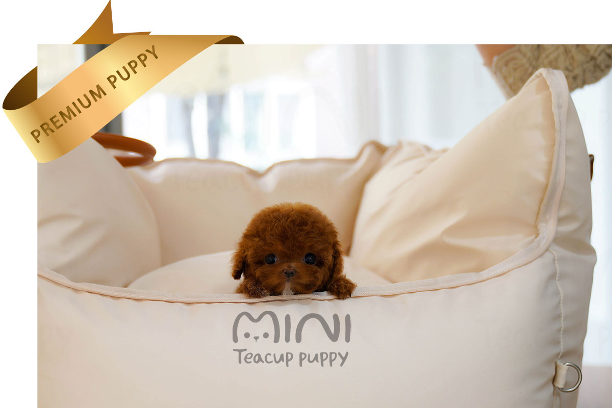 P)poodle(male)1