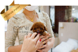 P)poodle(male)2