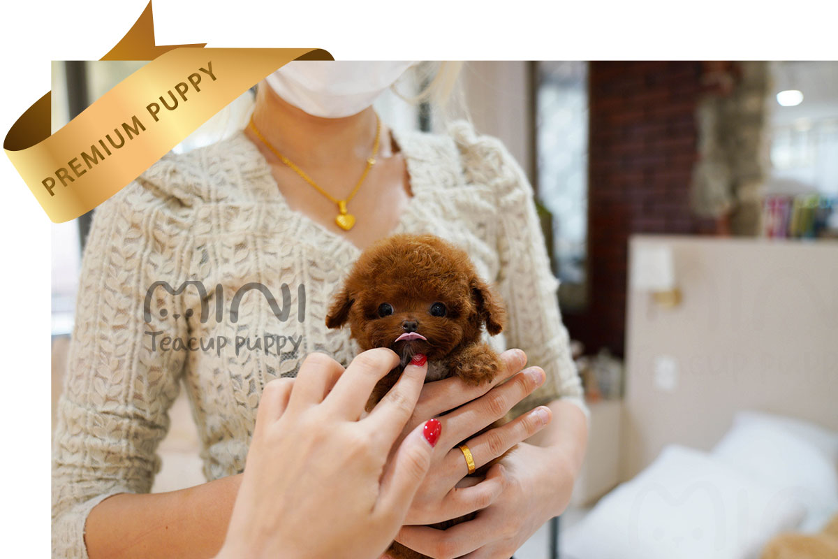 P)poodle(male)2