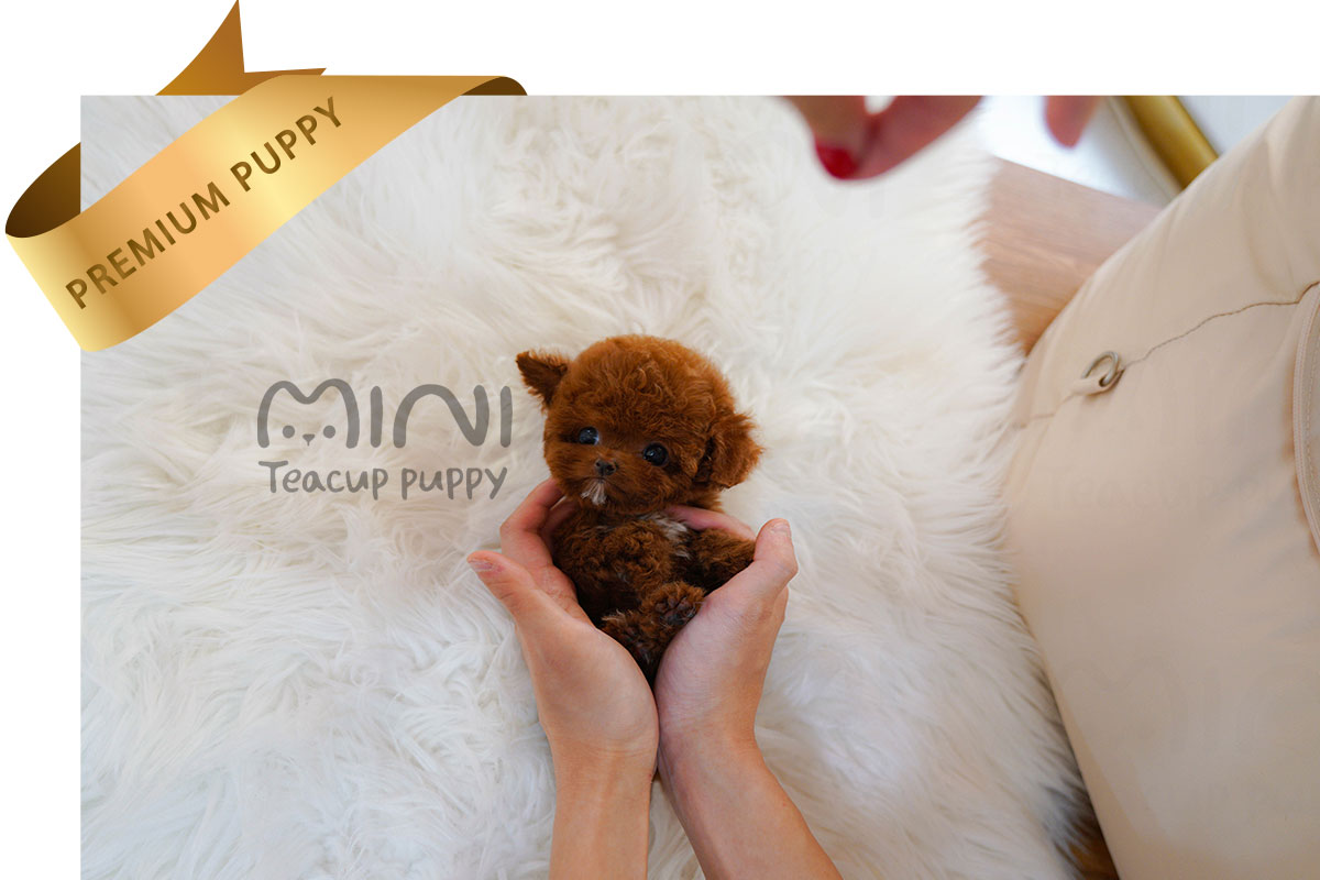 P)poodle(male)3