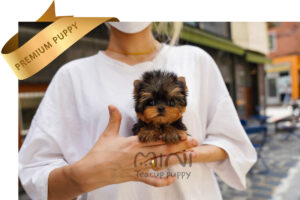 P)miniteacuppuppy-teacup-yorkies