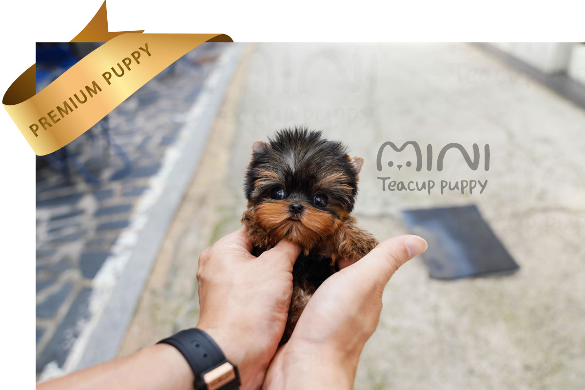 P)miniteacuppuppy-teacup-yorkies2