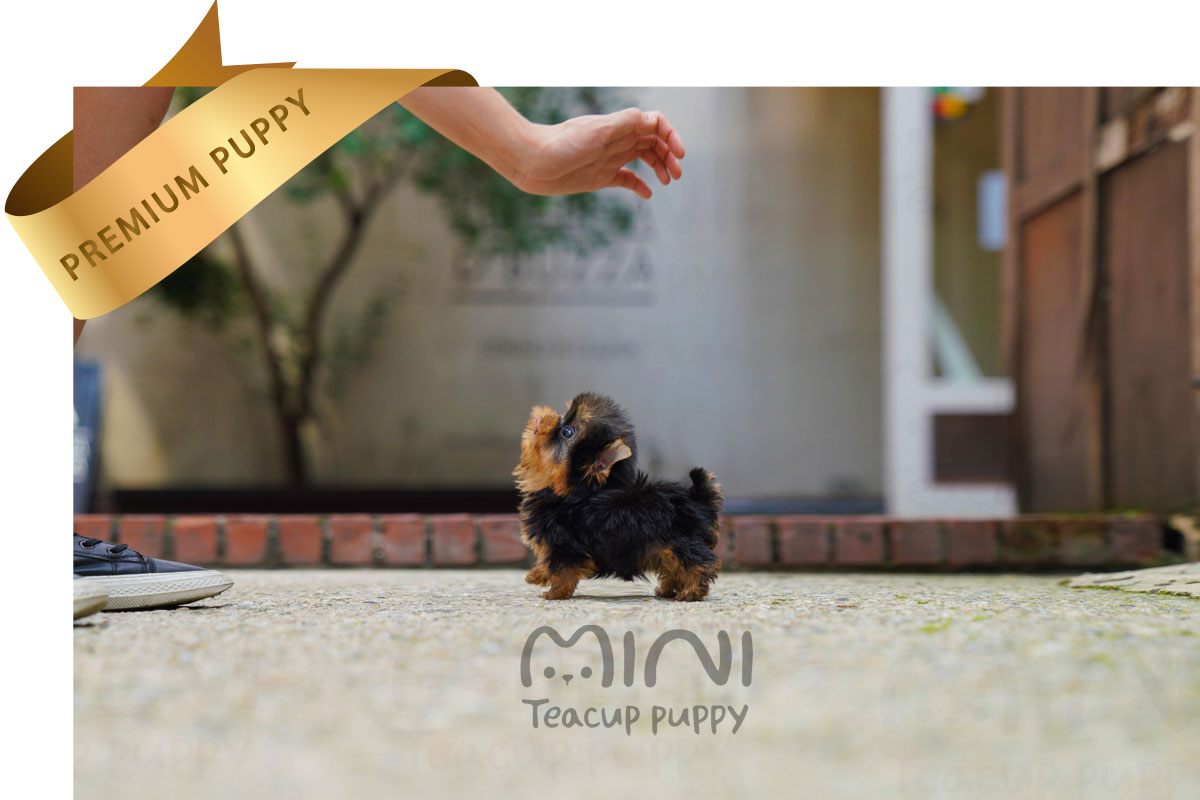P)miniteacuppuppy-teacup-yorkies4