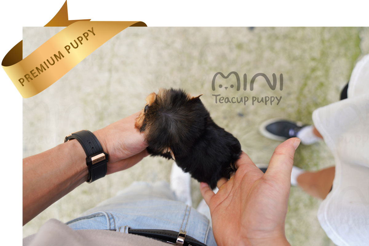P)miniteacuppuppy-teacup-yorkies5