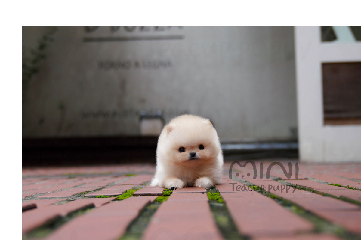 P)orangepom(male)2-