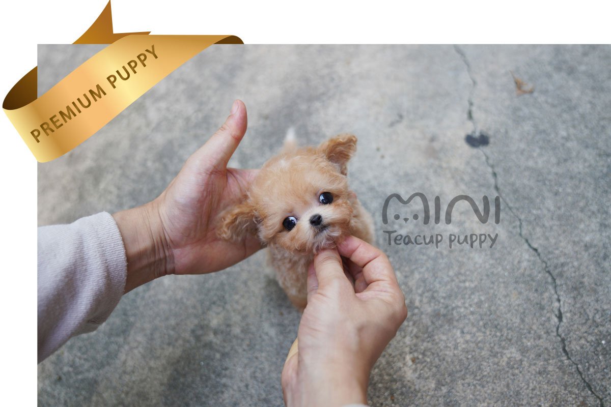 MALTIPOO (HANA) SOLD - Image 2