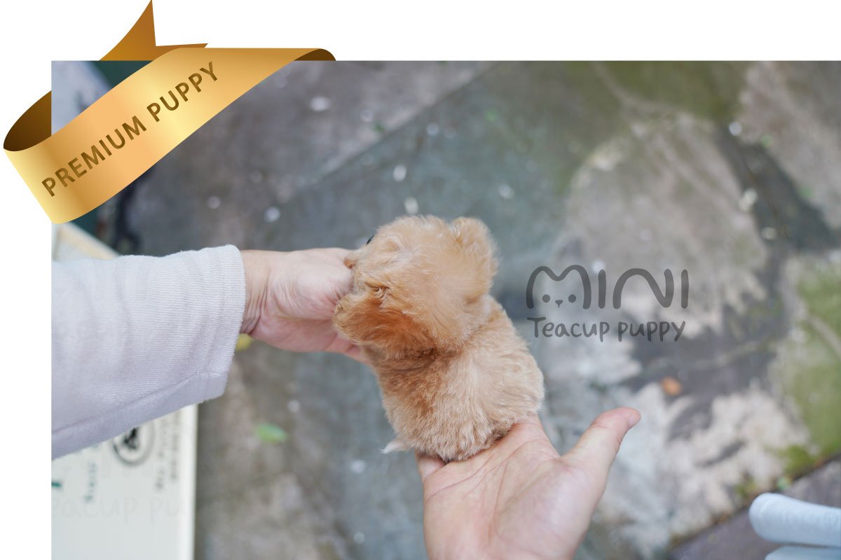 MALTIPOO (HANA) SOLD - Image 3