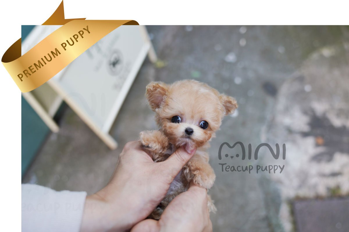 MALTIPOO (HANA) SOLD - Image 4