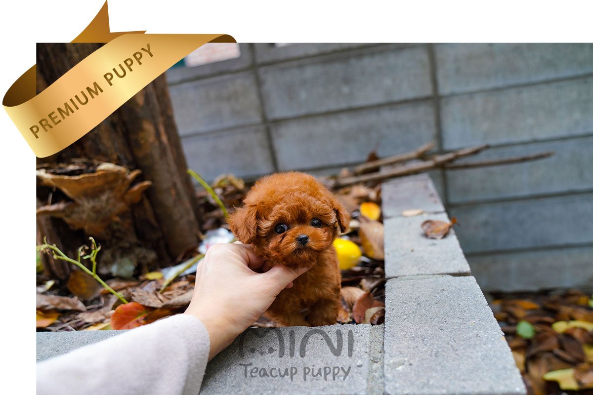 POODLE (SARA) SOLD - Image 3