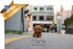 P)(2)poodle-fe