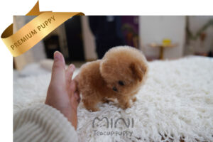 P)크림푸들2