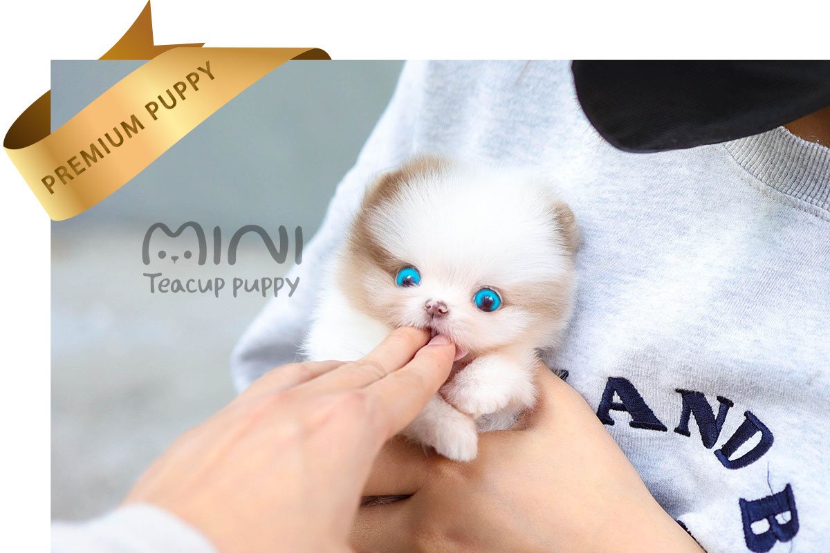 P)miniteacuppuppy-blue-eyes-pom3