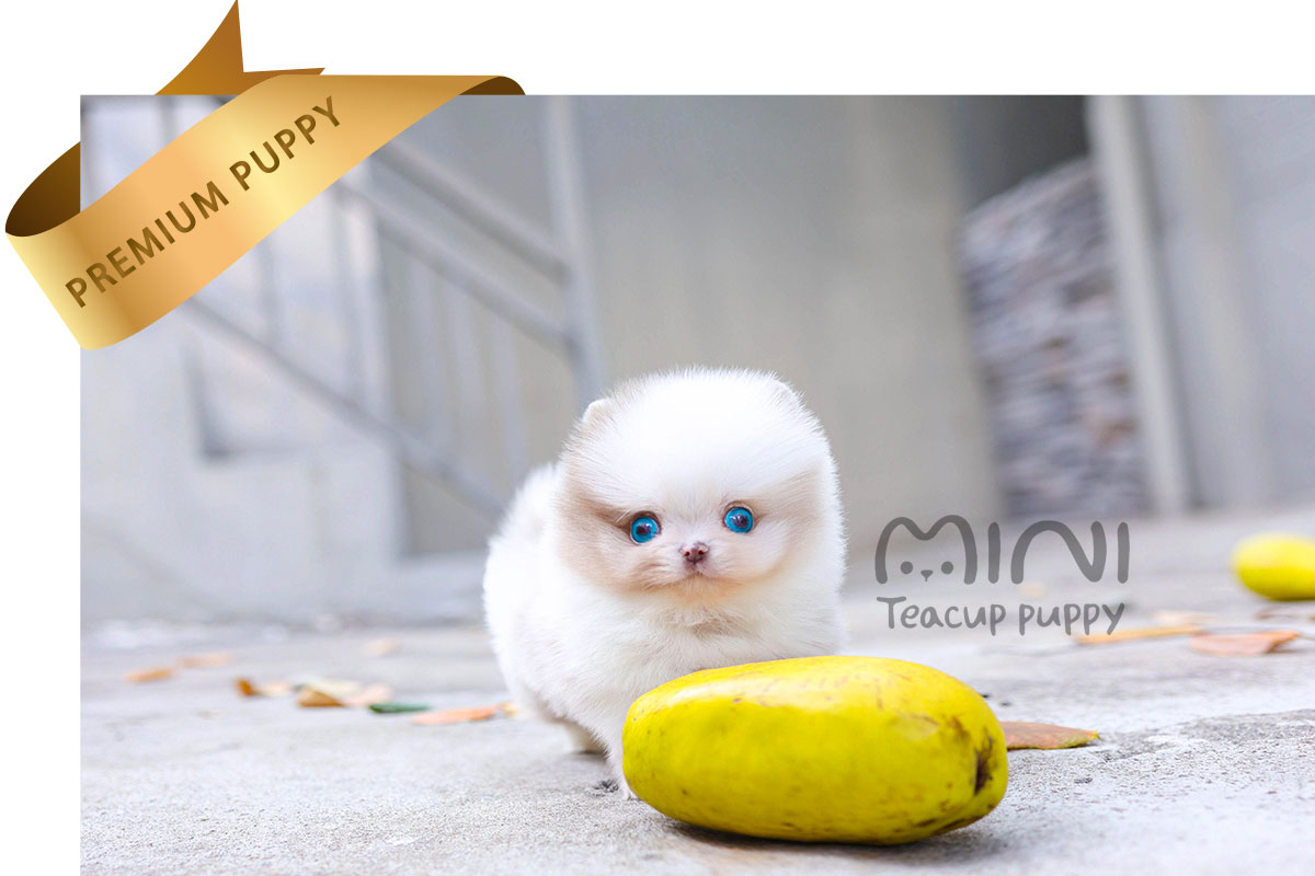 P)miniteacuppuppy-blue-eyes-pom4