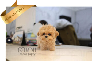 P)miniteacuppuppymatlipoo-3