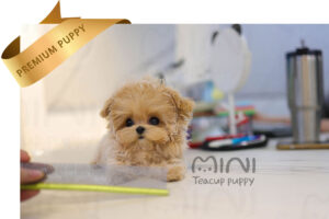 P)miniteacuppuppymatlipoo-4