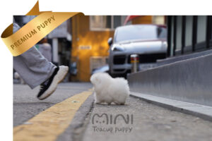P)teacup-white-pom-miniteacuppuppy5