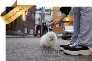 P)teacup-white-pom-miniteacuppuppy7