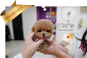 P)Maltipoo-male.jpg-