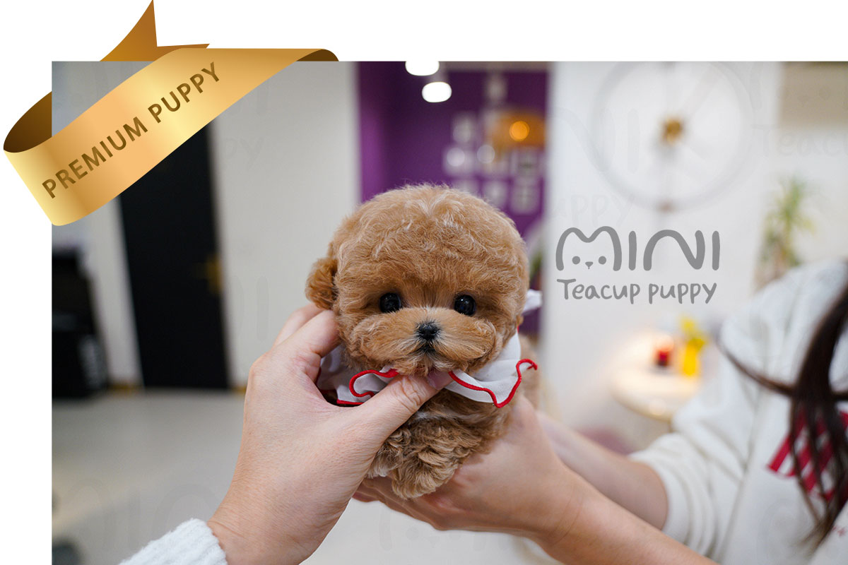 P)Maltipoo-male.jpg-