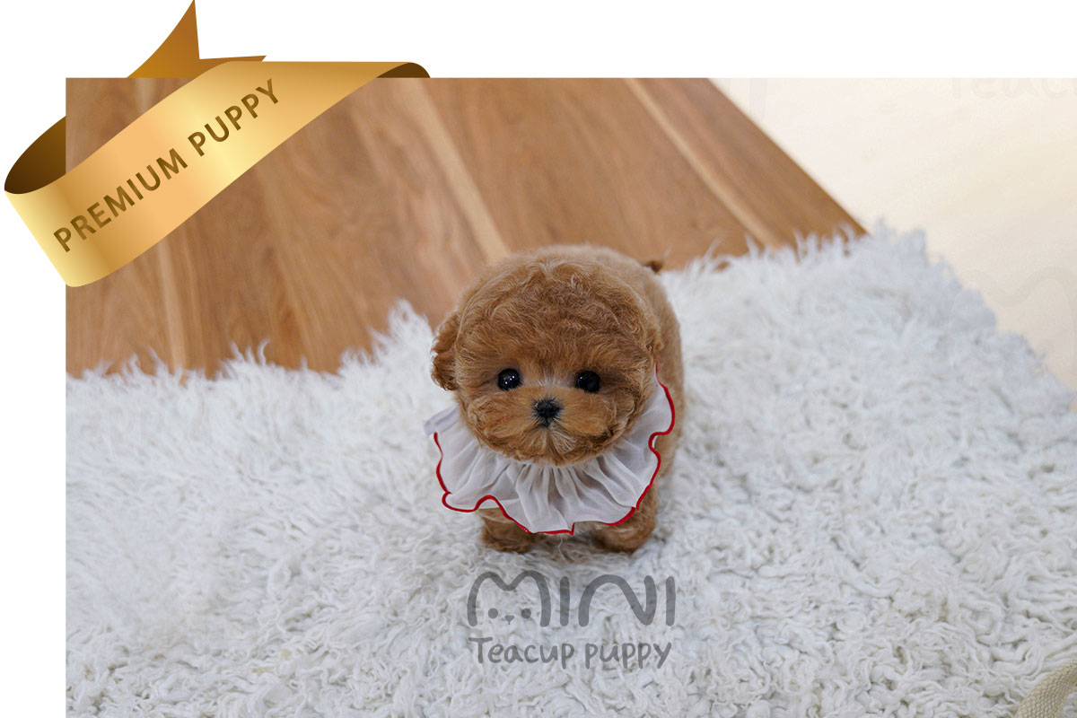 P)Maltipoo-male2.jpg-