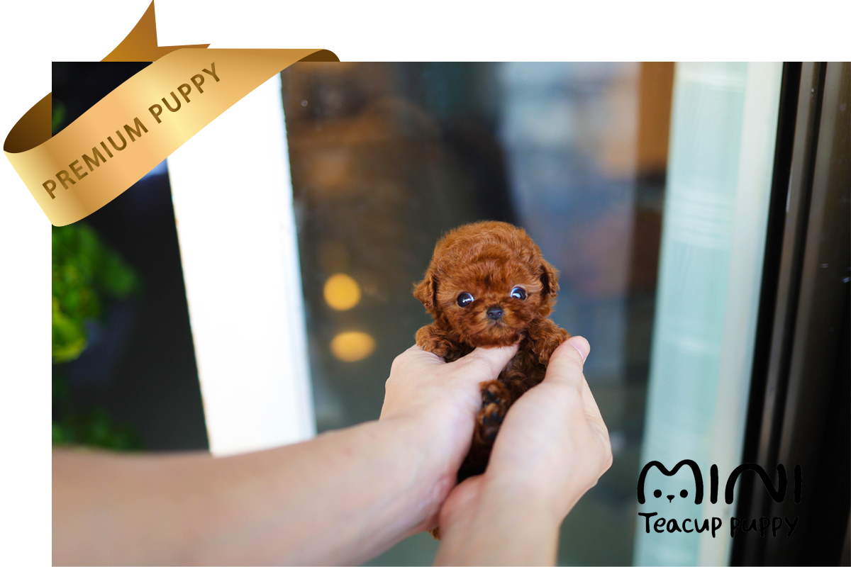 miniteacuppuppy red poodle mimi1