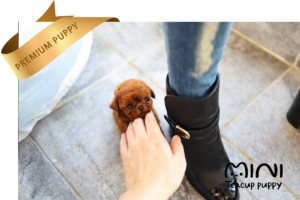 miniteacuppuppy red poodle mimi2