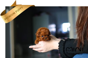 miniteacuppuppy red poodle mimi3